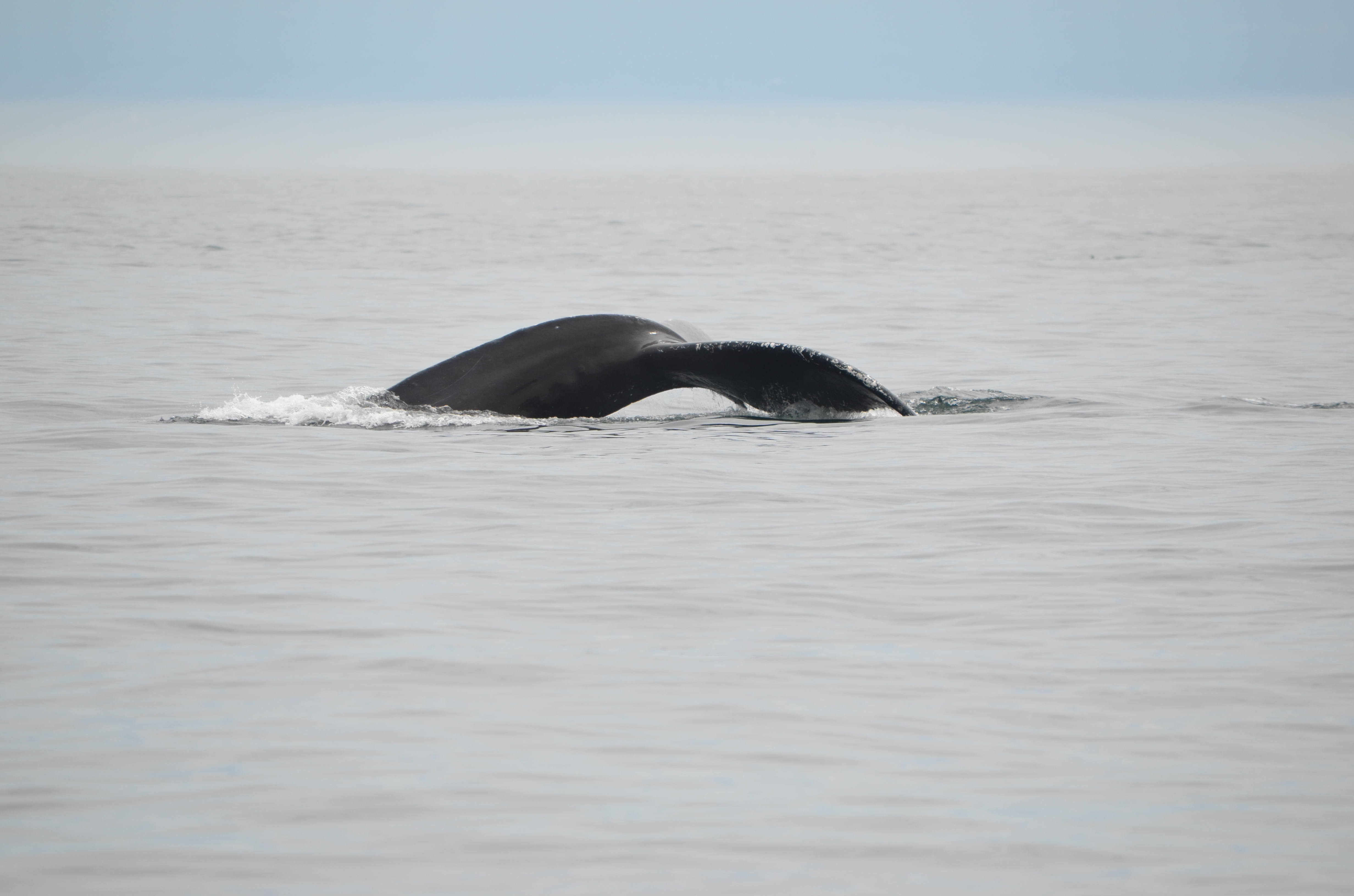 photos/wildlife/Mammal_Species/Humpback Whale/DSC_0150.JPG